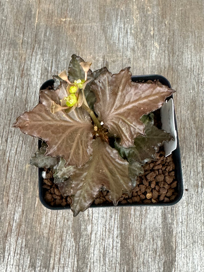 Euphorbia Francoisii Generation 3 Red Maple Leaf 721PS315