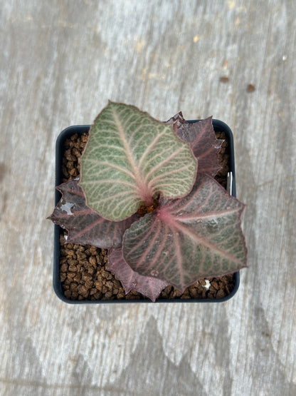 Euphorbia Francoisii Generation 3 Red Vein 803WEB009