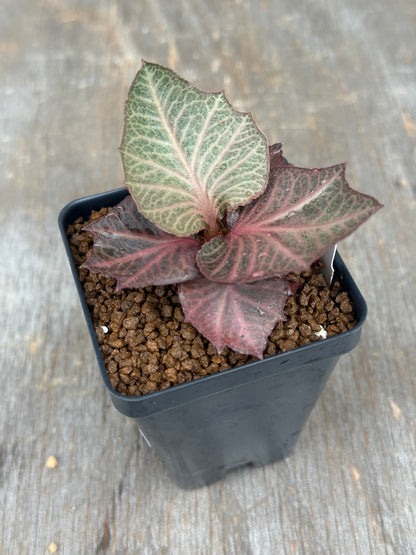 Euphorbia Francoisii Generation 3 Red Vein 803WEB009