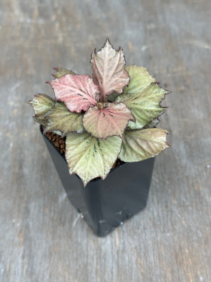 Euphorbia Francoisii Gen 3 Pink Silver Blush 803WEB031
