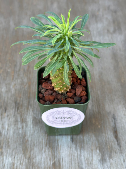 Euphorbia Sosetsu Kirin in a small pot, showcasing its unique growth. A rare find among exotic houseplants offered by Next World Exotics.