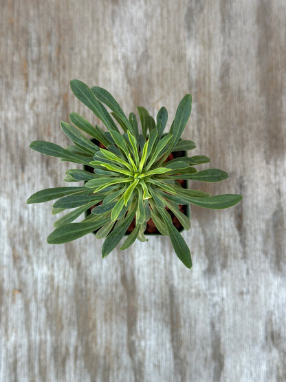 Euphorbia Sosetsu Kirin in a 2.25-inch pot, showcasing lush green leaves, ideal for collectors of rare, variegated tropical houseplants from Next World Exotics.