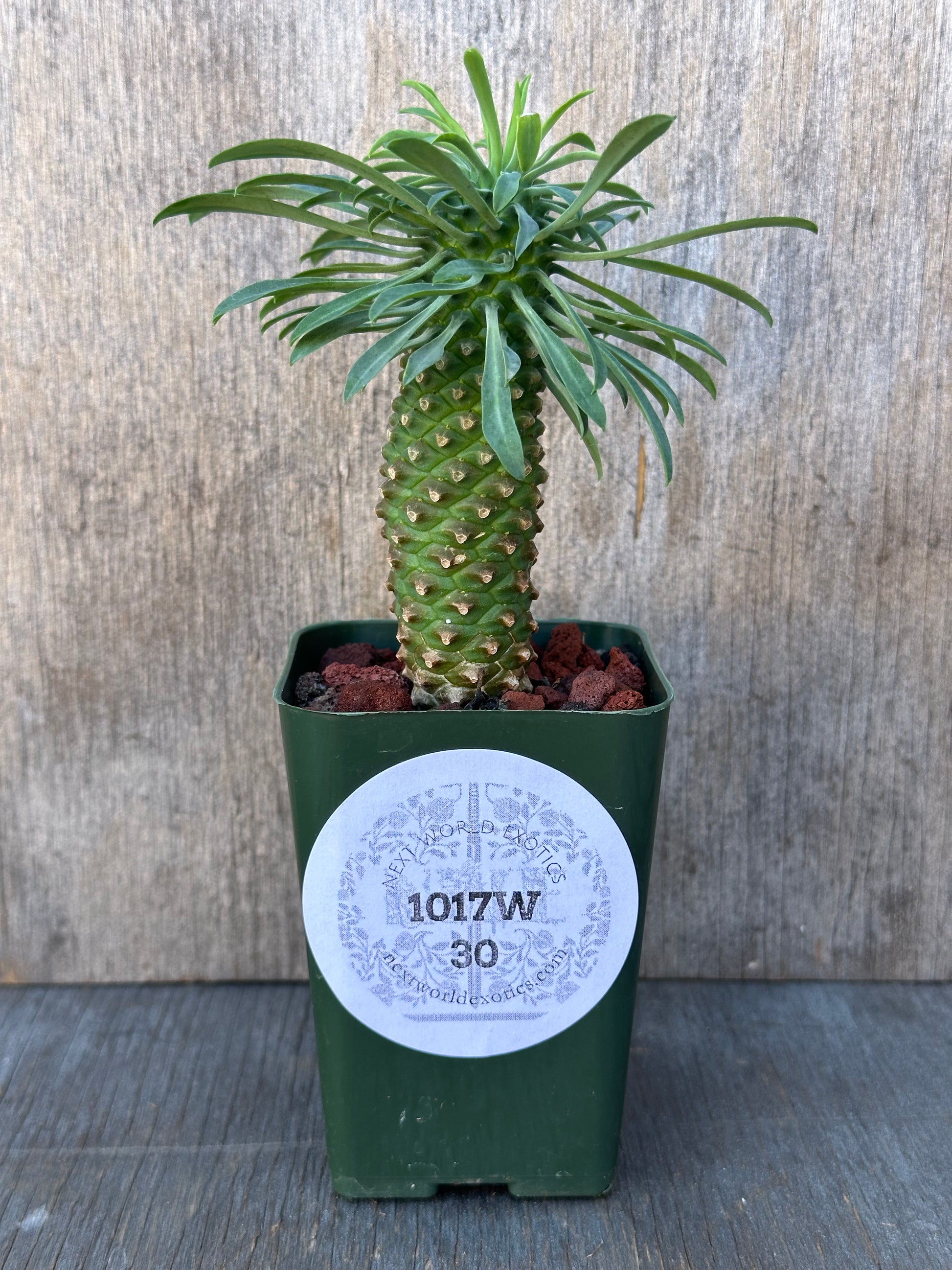 Euphorbia Sosetsu Kirin plant in a 2.25-inch pot, showcasing its unique structure. Part of the rare tropical houseplant collection at Next World Exotics.