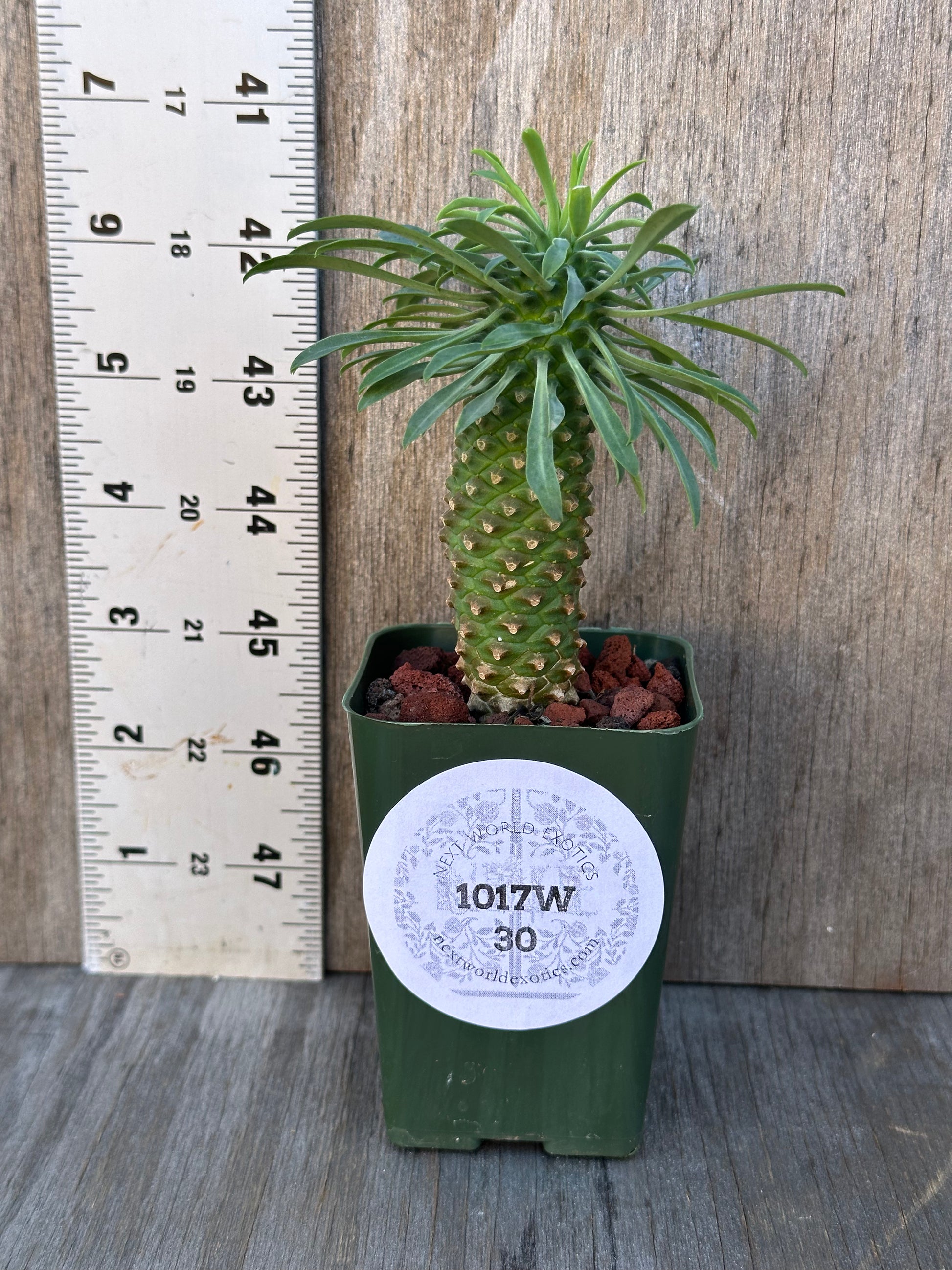 Euphorbia Sosetsu Kirin in a 2.25-inch pot, featuring the unique shape of its stems, a ruler for scale, highlighting this rare, exotic plant.