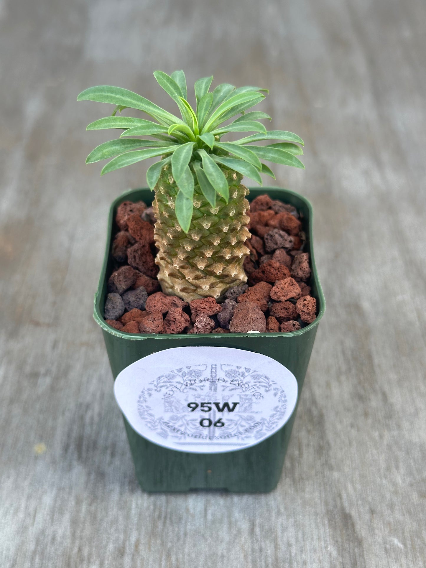 Euphorbia Sosetsu Kirin (95W06) - A small cactus in a pot with a round white label displaying black text and numbers.