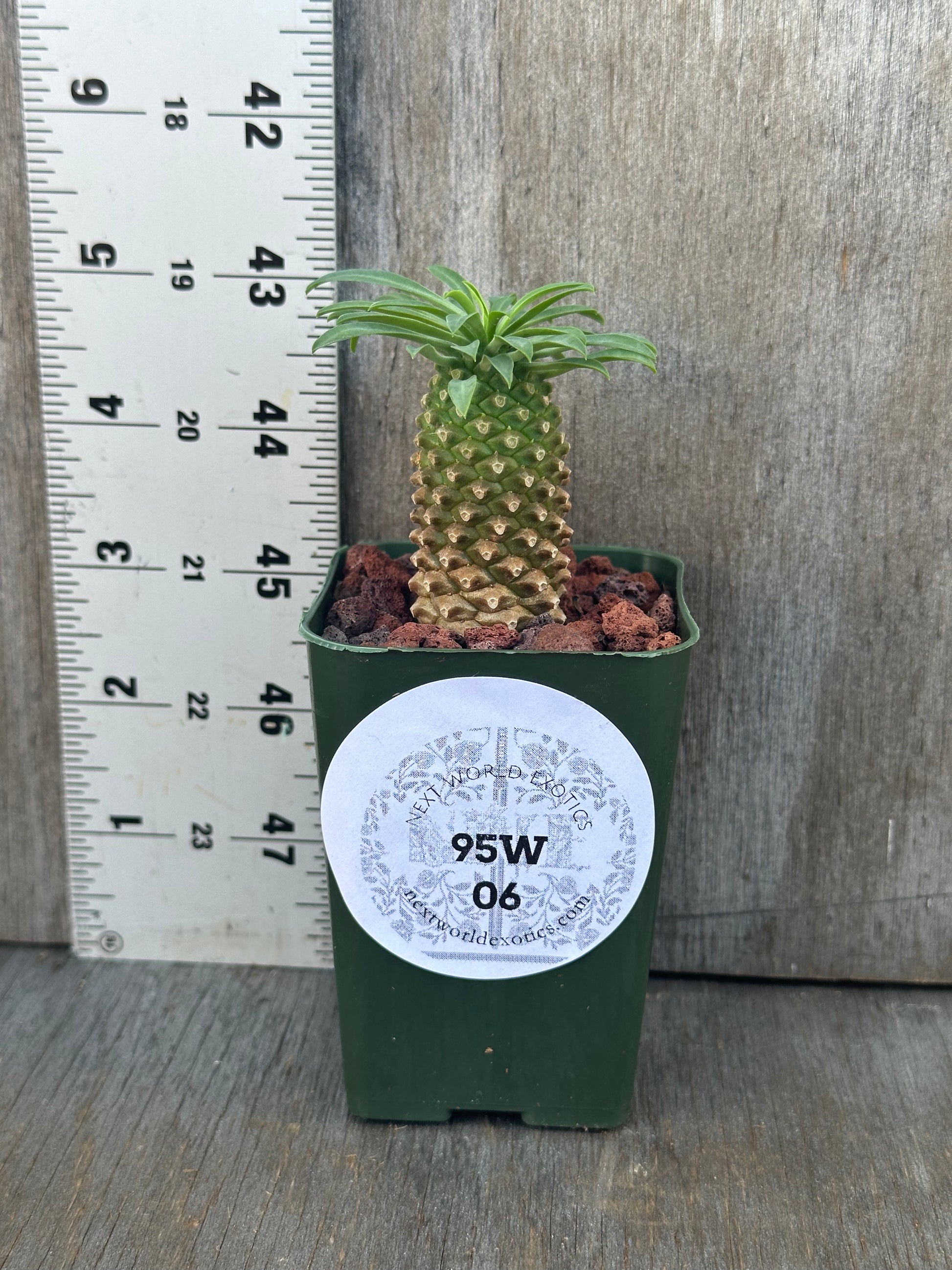 Small pineapple plant Euphorbia Sosetsu Kirin in a green pot, featured by Next World Exotics for tropical houseplant enthusiasts.