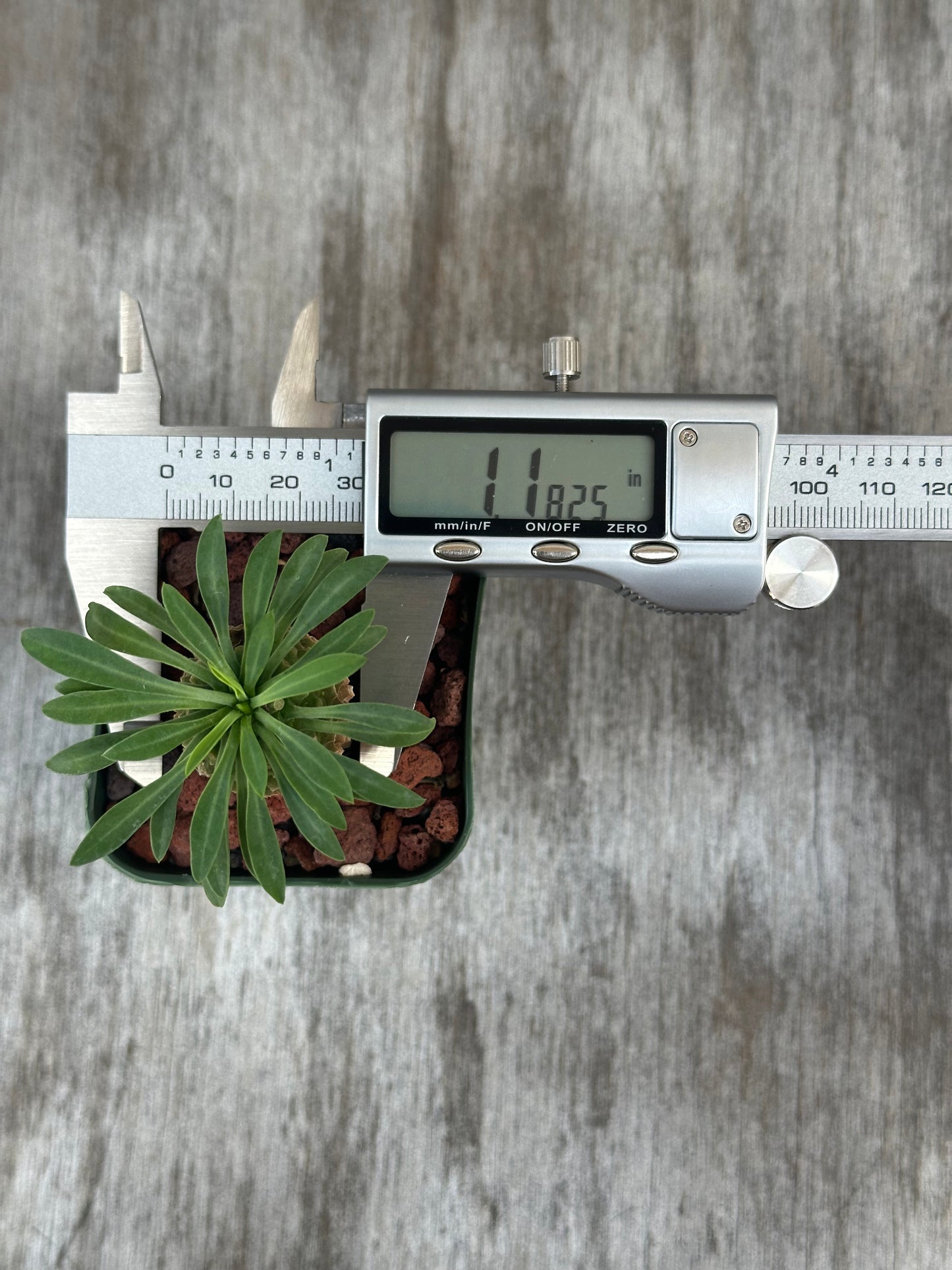 Euphorbia Sosetsu Kirin in a pot with a digital measuring device displaying readings. Part of Next World Exotics' rare variegated tropical houseplant collection.