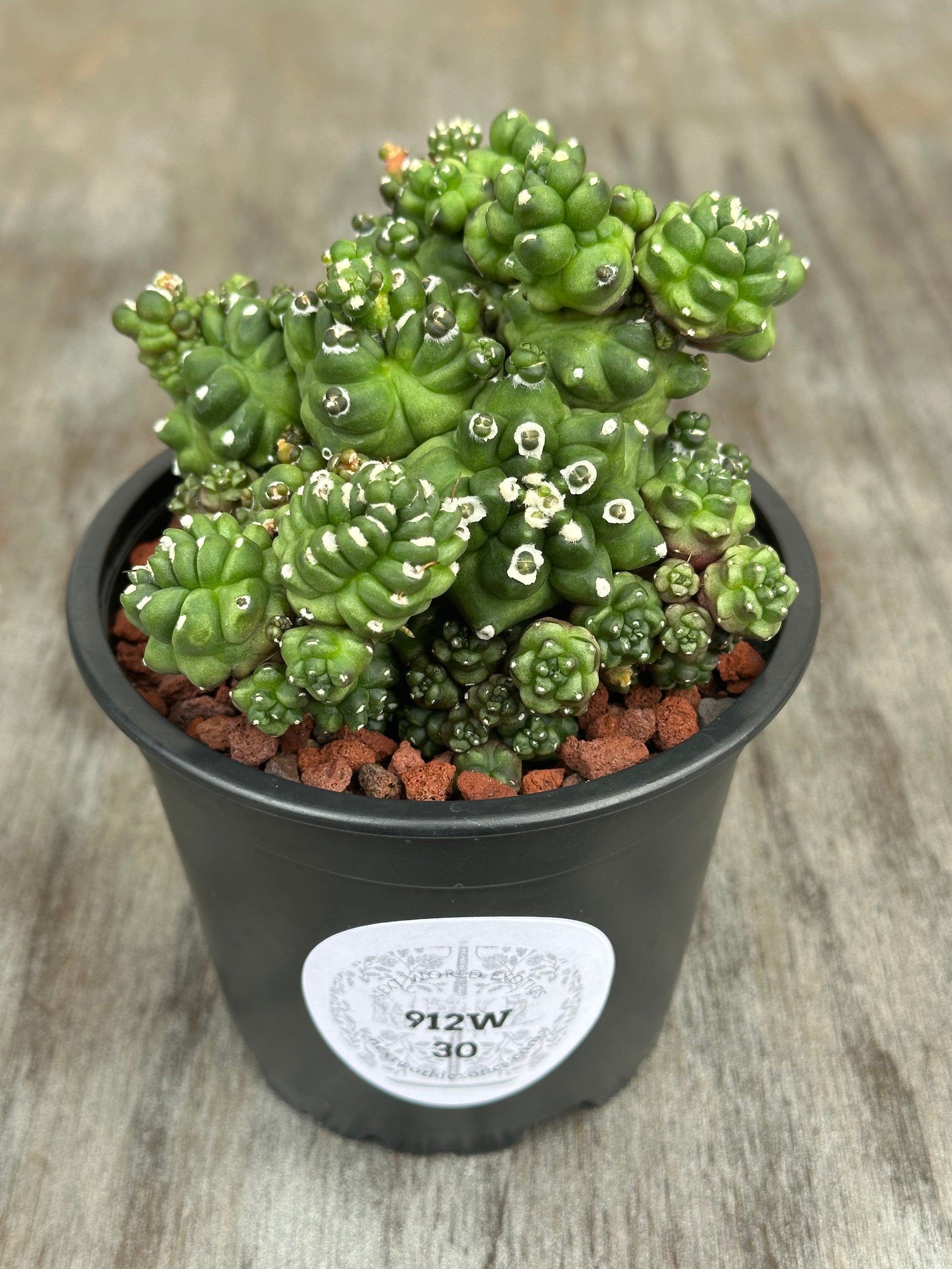 Potted Gymnocalycium baldianum monstrose 'Transformer' cactus in a 4-inch pot with a white label on a wooden surface.