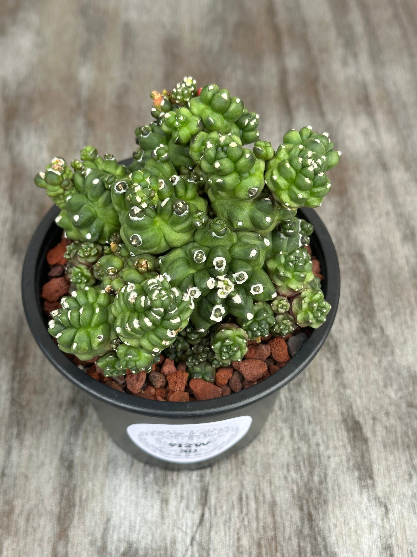 Potted Gymnocalycium baldianum monstrose 'Transformer' in a 4-inch pot on a wood surface, ideal for exotic houseplant collectors.