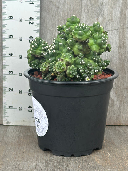 Gymnocalycium baldianum monstrose 'Transformer' in a 4-inch pot, showcasing its unique, compact cactus form. Perfect for collectors and exotic plant enthusiasts.