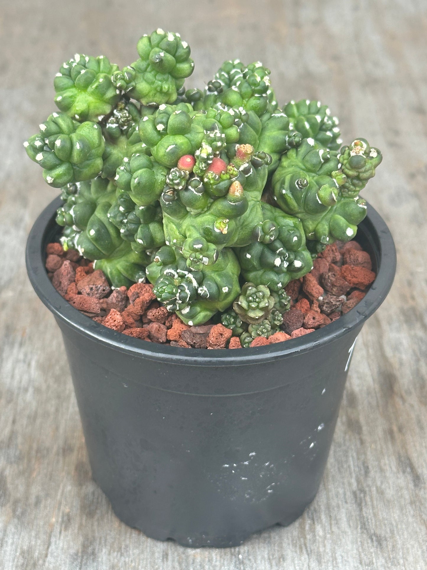 Gymnocalycium Bladianum Monstrose 'Transformer' in a 4-inch pot, featuring small rocks at the base, offered by Next World Exotics.