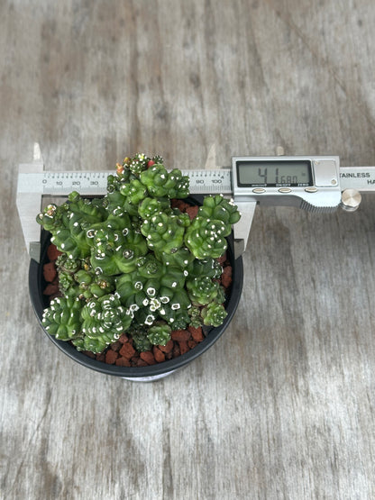 Small cactus Gymnocalycium baldianum monstrose 'Transformer' in a 4-inch pot, shown with a digital caliper for size measurement.