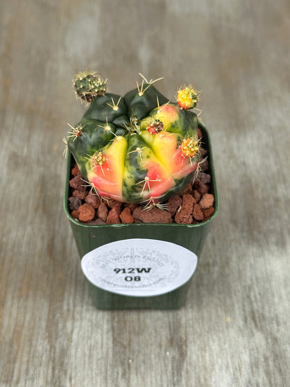 Gymnocalycium Baldianum Variegated cactus in a pot, part of Next World Exotics' rare plant collection, ideal for houseplant enthusiasts and collectors.