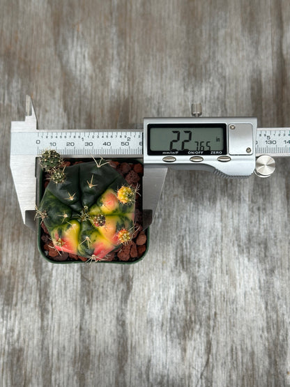 Gymnocalycium Baldianum Variegated (912W08) cactus displayed with a caliper measuring its size, alongside a digital display showing precise measurements.