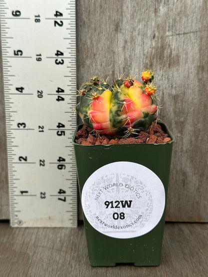 Gymnocalycium Baldianum Variegated cactus in a pot, with brown rocks and a white ruler in the background, available at Next World Exotics.