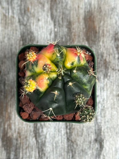 Variegated Gymnocalycium baldianum cactus in a 2-inch pot, showcasing its unique variegation, part of Next World Exotics' rare tropical houseplant collection.