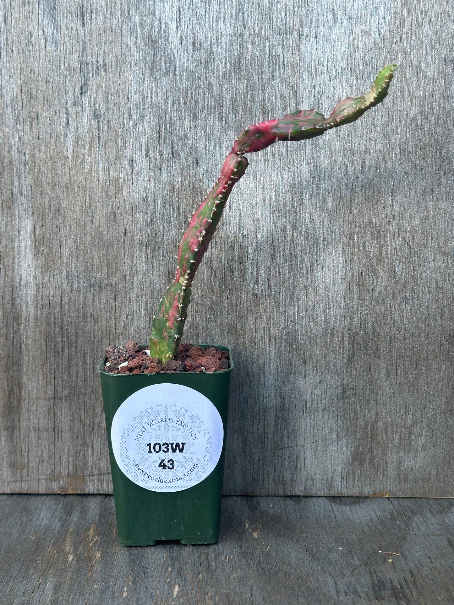 Gymnocalycium Chimera 'Dr. Seuss' (Hylocactus x Gymnoccalycium) in a pot, featuring a unique variegated cactus plant ideal for exotic houseplant collections.