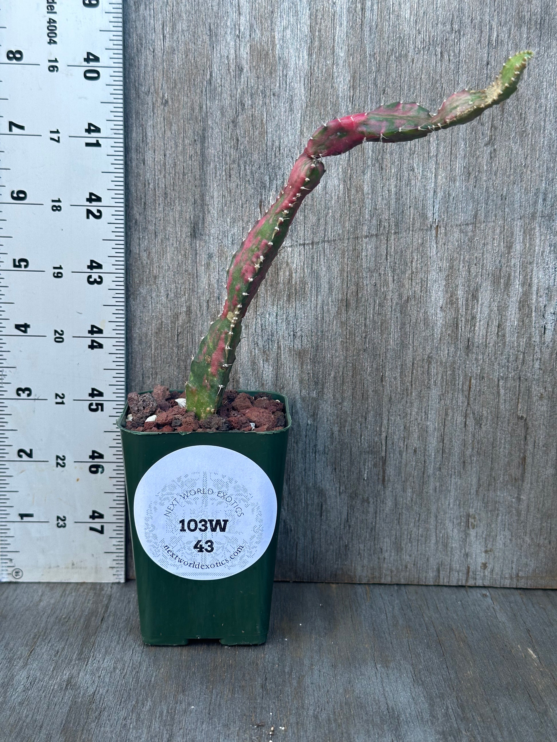 Cactus in a pot next to a ruler, titled Gymnocalycium Chimera 'Dr. Seuss' (Hylocactus x Gymnoccalycium), showcased by Next World Exotics.