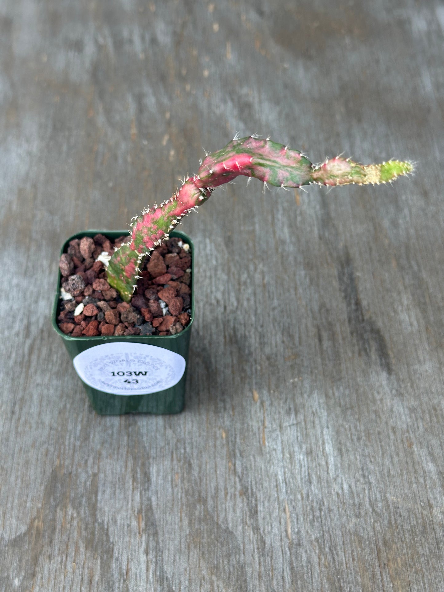 Gymnocalycium Chimera 'Dr. Seuss' (Hylocactus x Gymnocalycium) in a pot, showcasing a rare and exotic cactus variety from Next World Exotics' collection.