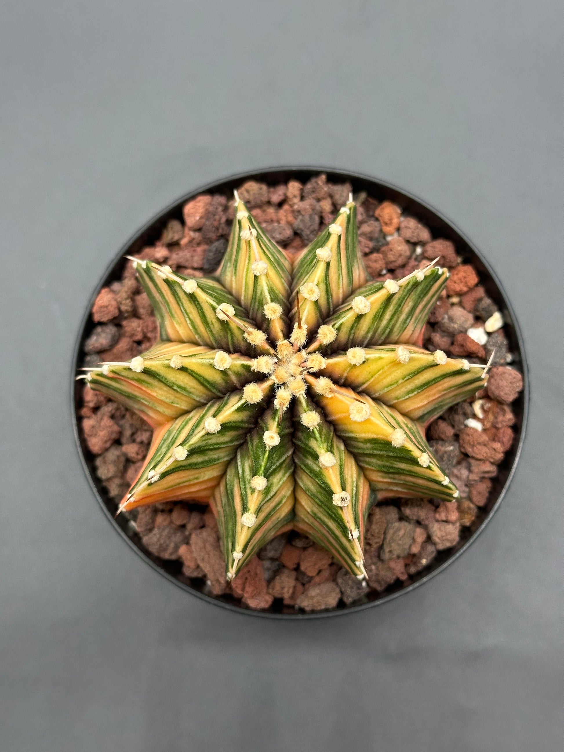 Gymnocalycium Friedrichii 'LB 2178' Variegated (36W02) – Next Gymnocalycium Friedrichii 'LB 2178' Variegated (36W02) – Next