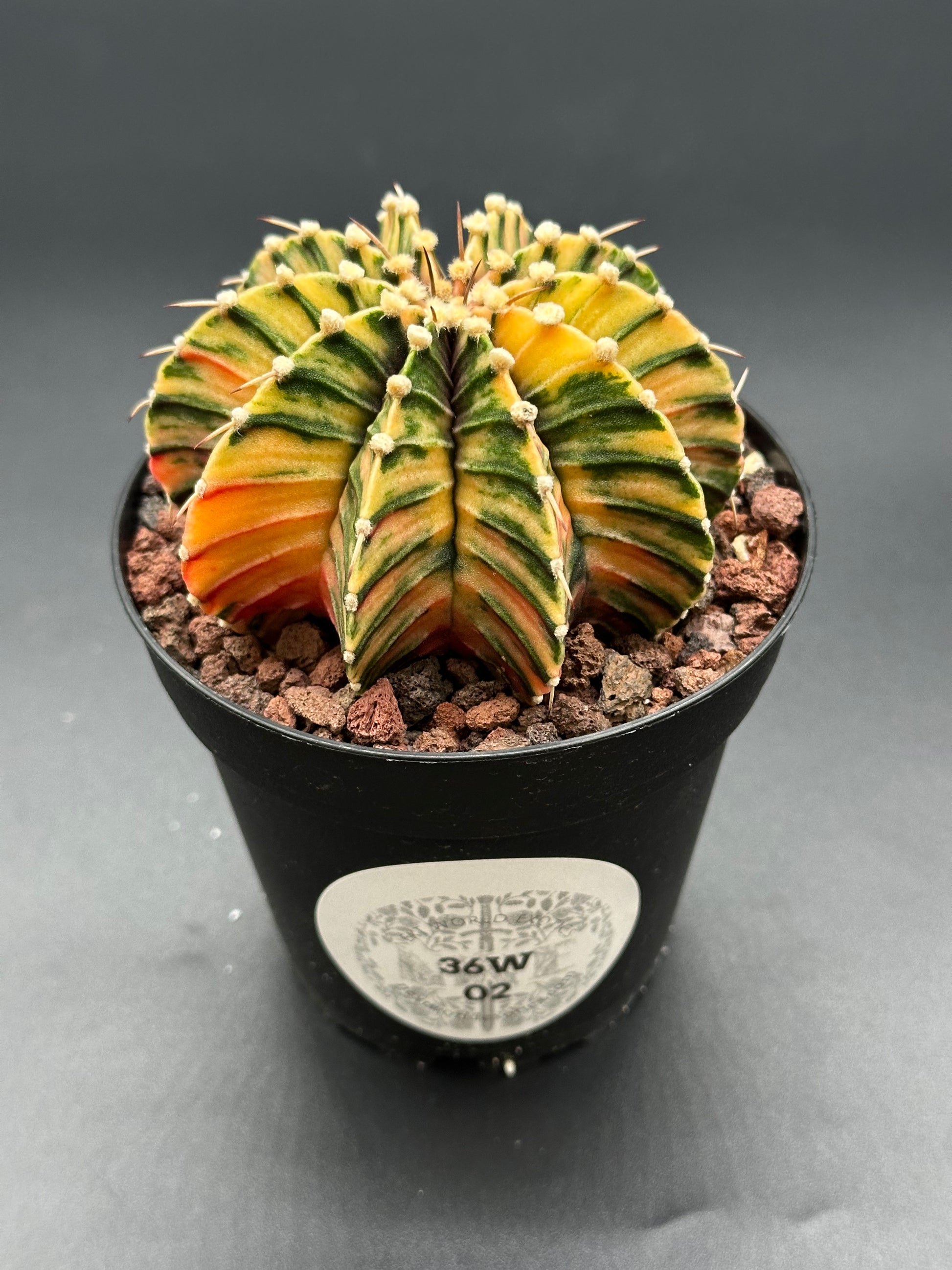 Gymnocalycium Friedrichii 'LB 2178' (26W02) cactus in a 2.5-inch pot, showcasing bright variegation and distinctive thorny texture, ideal for exotic plant enthusiasts.