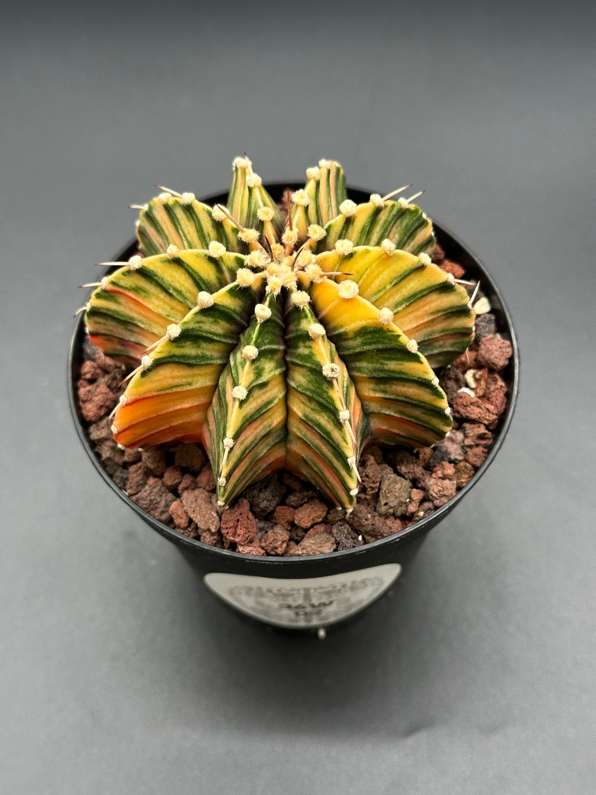 Gymnocalycium Friedrichii 'LB 2178' in a 2.5-inch pot, showcasing bright variegation, perfect for collectors of exotic houseplants.