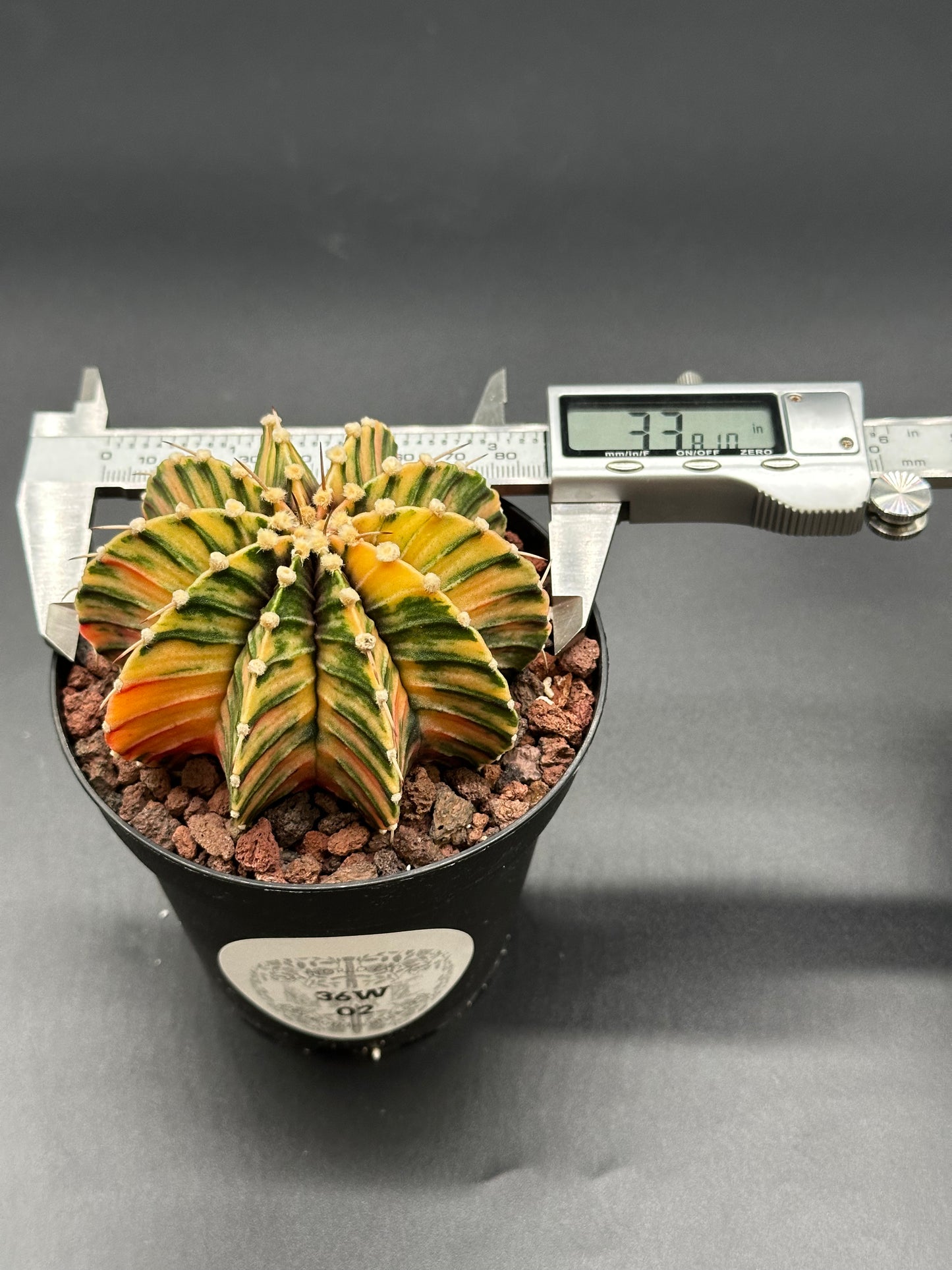 Gymnocalycium Friedrichii 'LB 2178' (26W02) cactus in a 2.5-inch pot with digital caliper measuring its size, showcasing bright variegation.