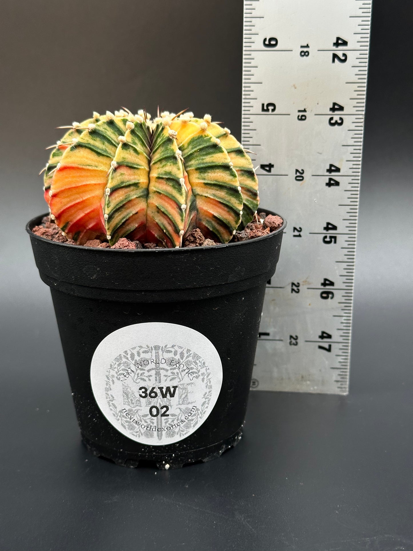 Gymnocalycium Friedrichii 'LB 2178' (26W02) cactus in a 2.5-inch pot next to a ruler, showcasing its size and vibrant variegation.