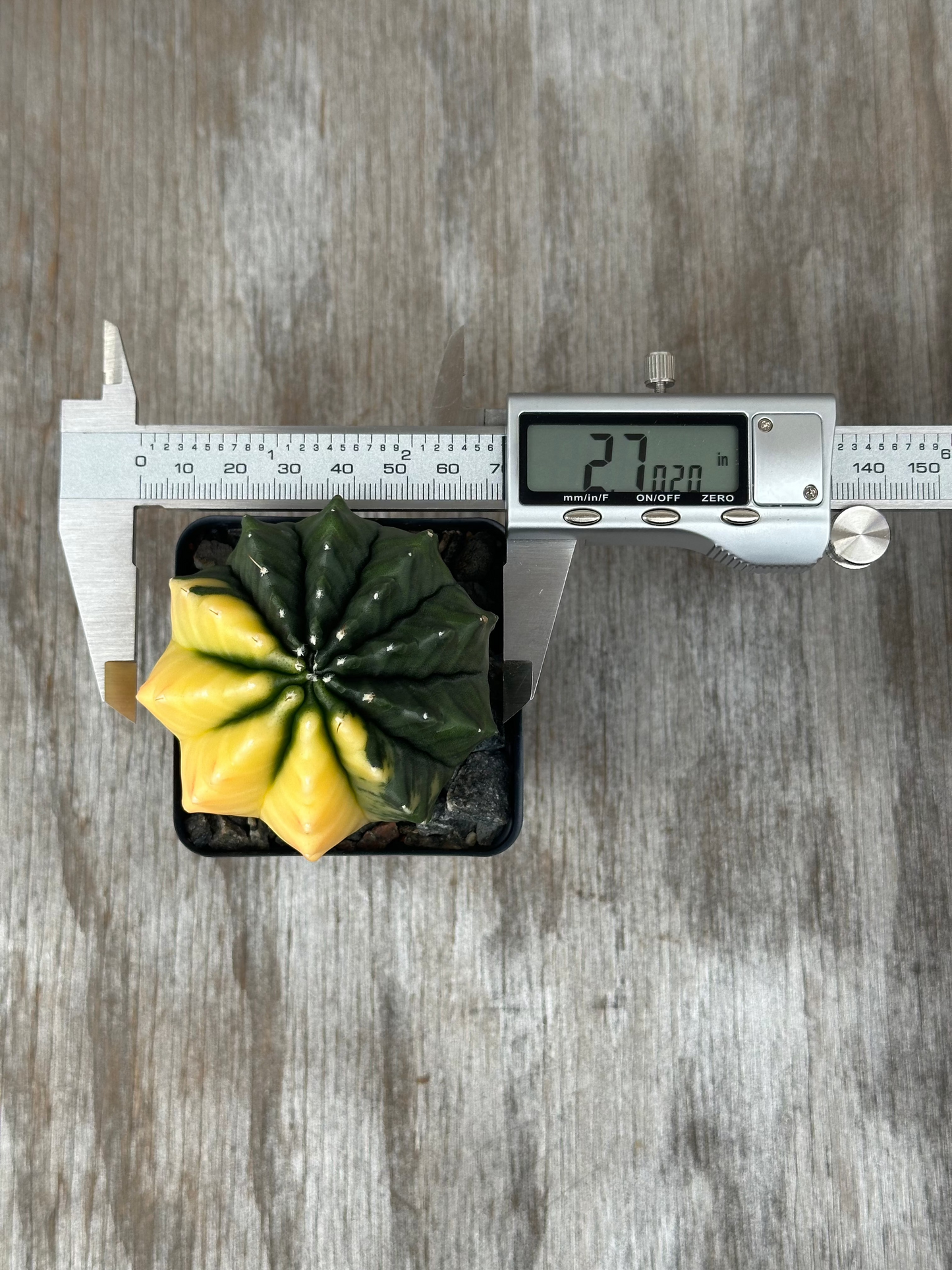 A digital caliper measuring a Gymnocalycium Mihanovichii Inermis Variegated cactus in a 2.5-inch pot, highlighting its size and precision.