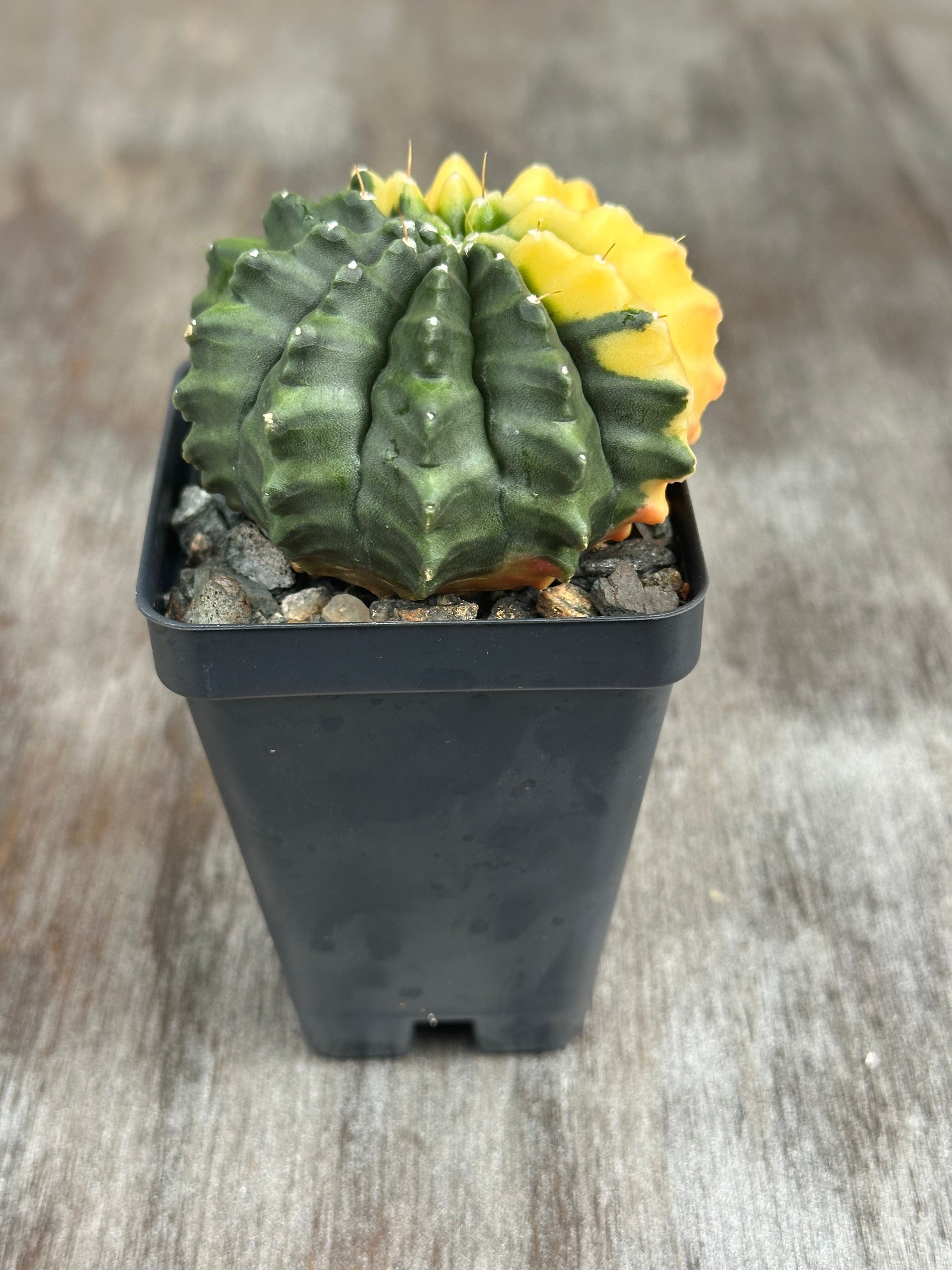 Gymnocalycium Mihanovichii Inermis Variegated cactus in a 2.5-inch pot, showcased as part of Next World Exotics' rare tropical houseplant collection.