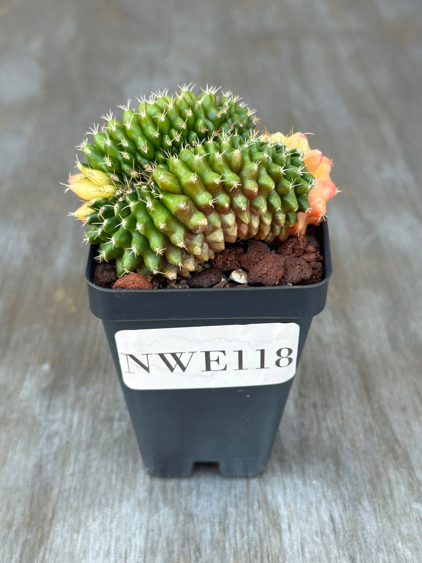 Gymnocalycium Mihanovichii Cristata Variegated cactus in a 4-inch pot, showcasing unique crested form and variegation, ideal for exotic houseplant enthusiasts.