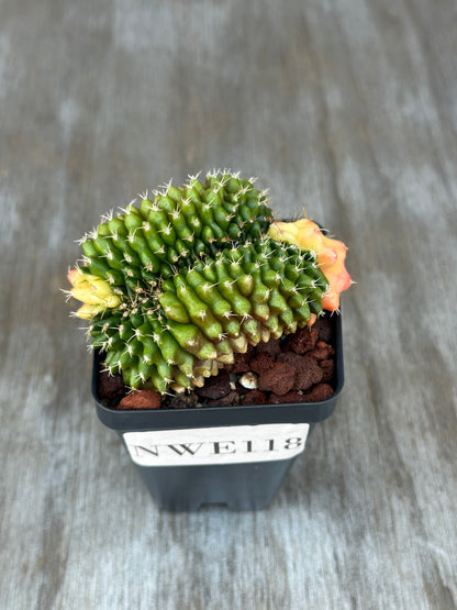 Gymnocalycium Mihanovichii Cristata Variegated in a 4-inch pot, showcasing rare, exotic crested growth. Ideal for collectors of unique houseplants.