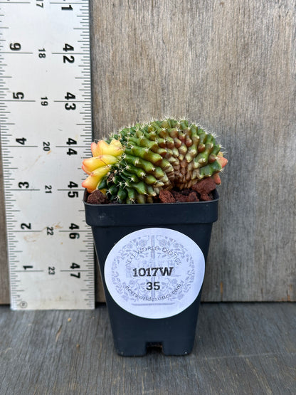 Gymnocalycium Mihanovichii Cristata Variegated in a 4-inch black pot with a white label, showcasing its unique cactus form next to a ruler.