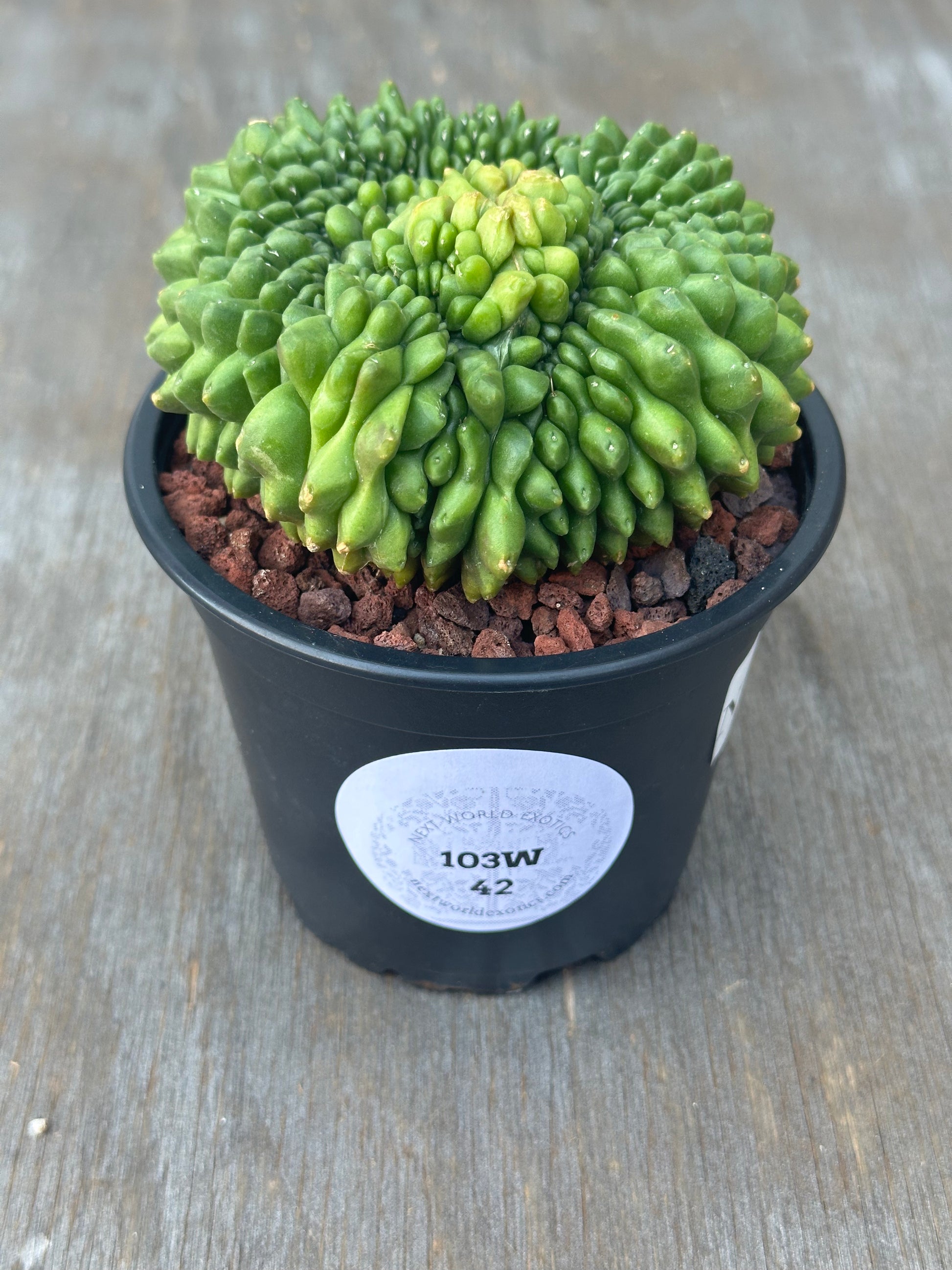 Gymnocalycium Mihanovichii Inermis Cristata in a 4-inch pot, showcasing its unique crest and variegated growth.