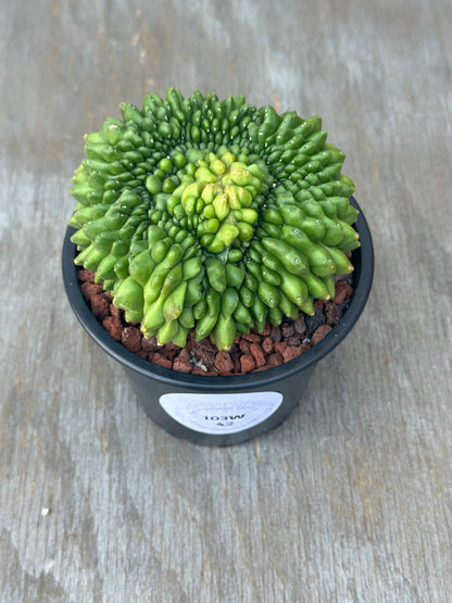 Crested Gymnocalycium Mihanovichii Inermis Cristata in a 4-inch pot, showcasing its unique variegated pattern; a rare succulent from Next World Exotics.