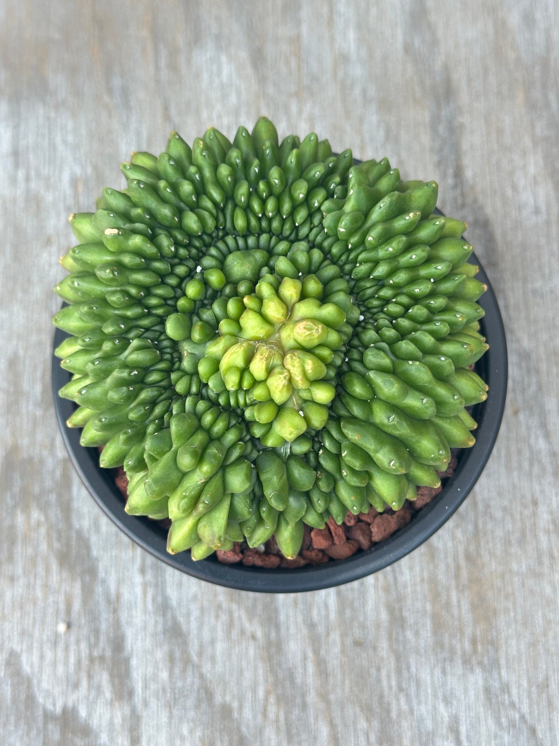 Gymnocalycium Mihanovichii Inermis Cristata in a 4-inch pot, showcasing its unique variegation. Perfect for rare plant enthusiasts and exotic houseplant collectors.