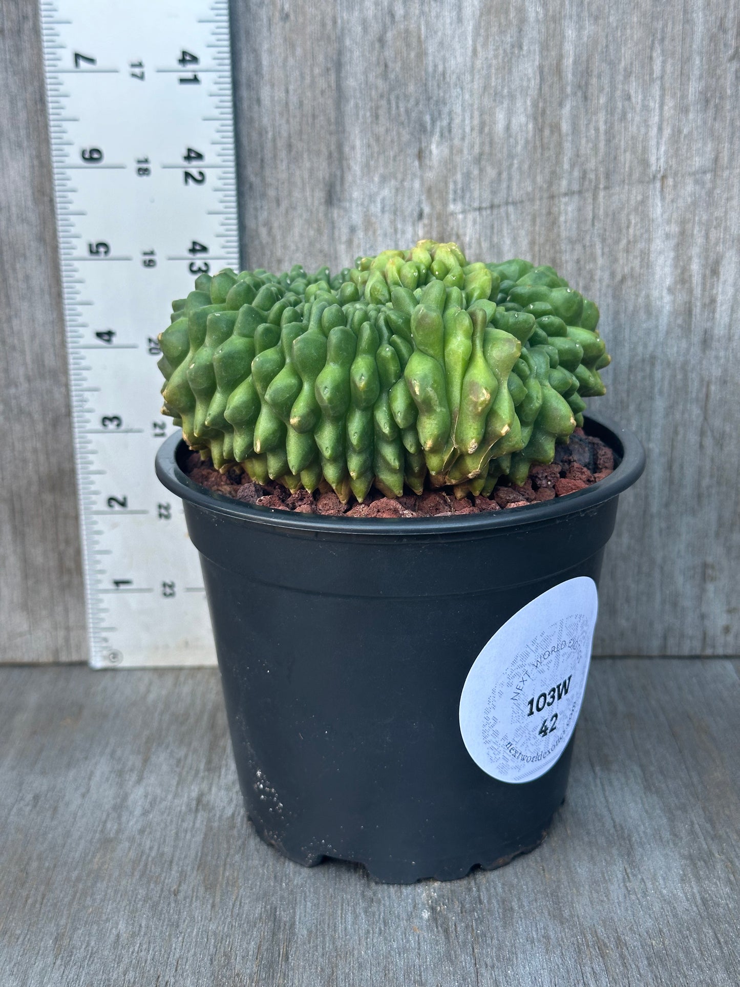 Gymnocalycium Mihanovichii Inermis Cristata in a 4-inch pot, showcasing its unique variegation and crested form.