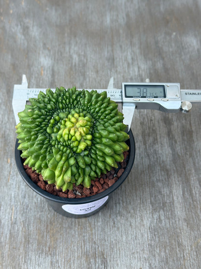 Gymnocalycium Mihanovichii Inermis Cristata in a 4-inch pot with a digital caliper measuring the plant's size.