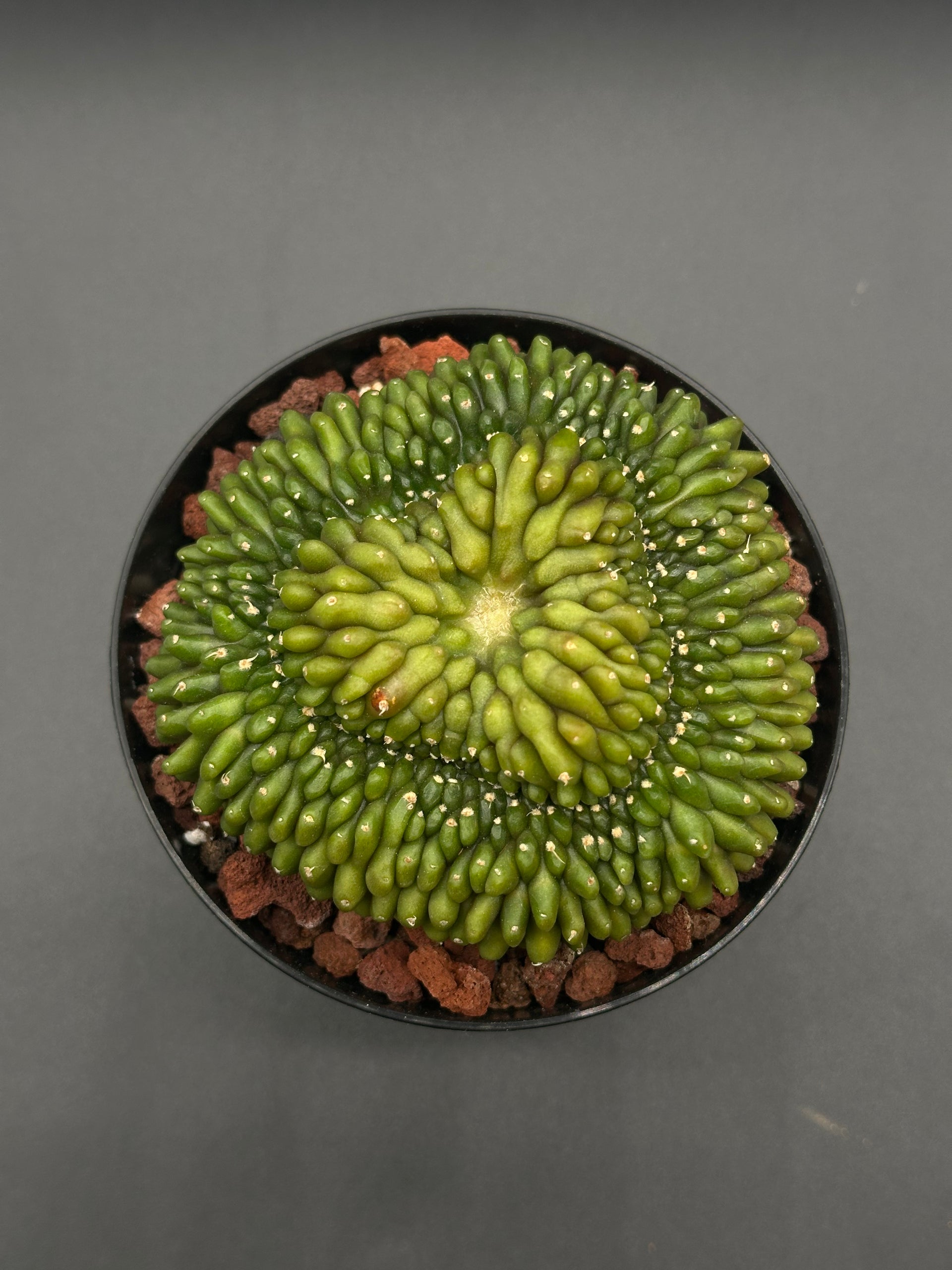Gymnocalycium Mihanovichii Inermis Cristata (26W11)  Next World Exotics