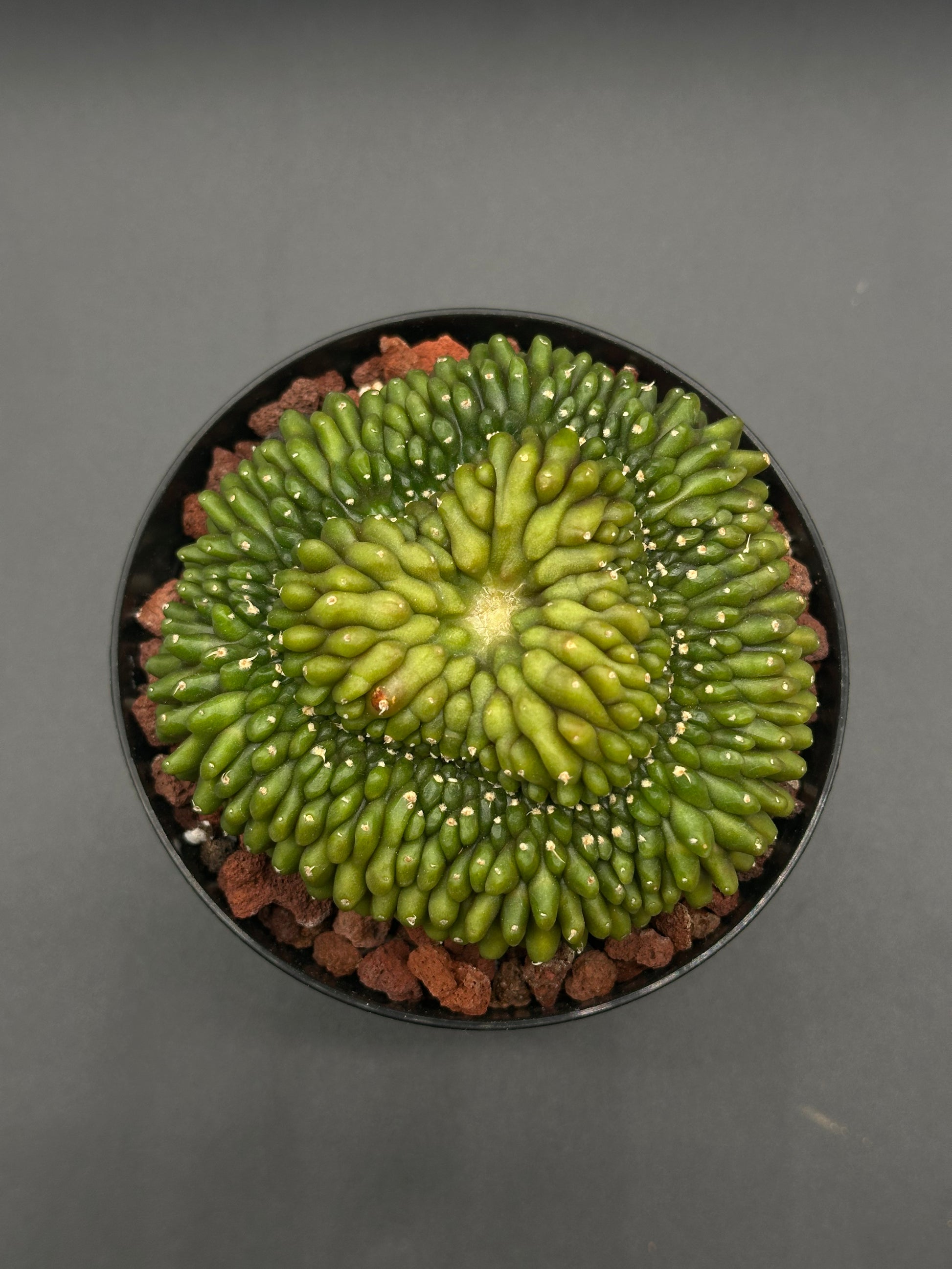 Gymnocalycium Mihanovichii Inermis Cristata in a black pot, showcasing its unique crest form, perfect for collectors of rare, exotic houseplants.