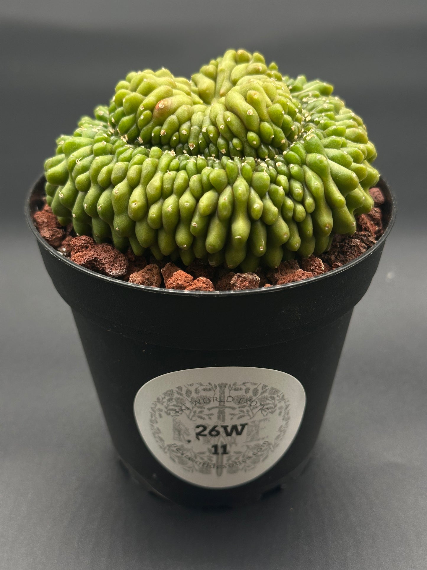 Gymnocalycium Mihanovichii Inermis Cristata in a 4-inch pot, showcasing its unique cresting, ideal for collectors of rare exotic houseplants.