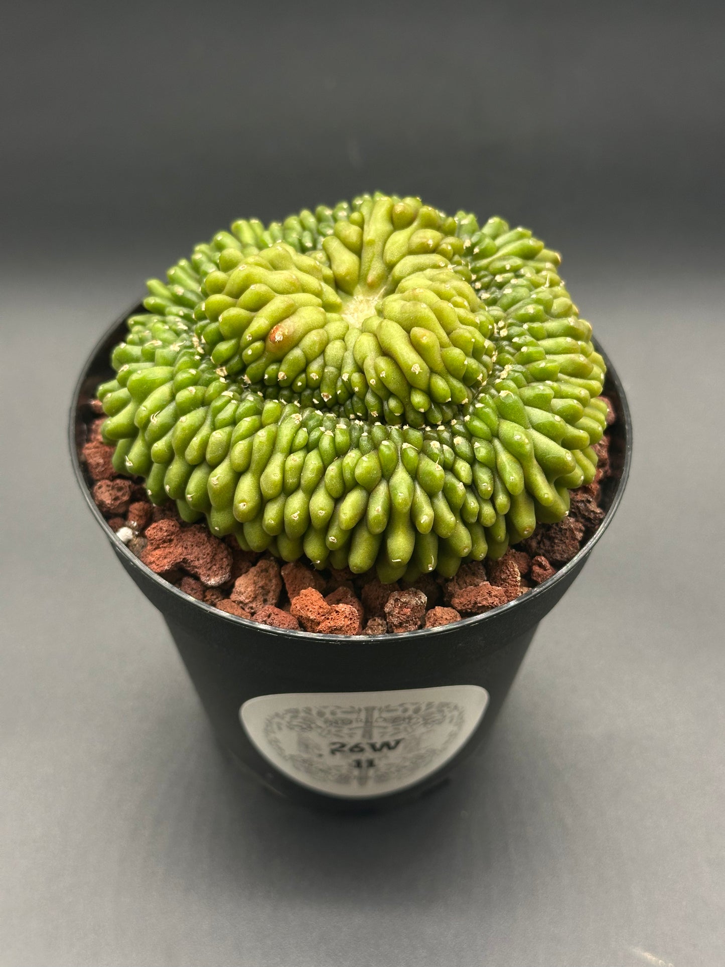 Gymnocalycium Mihanovichii Inermis Cristata in a 4-inch pot, showcasing its unique crested shape, ideal for exotic houseplant enthusiasts.