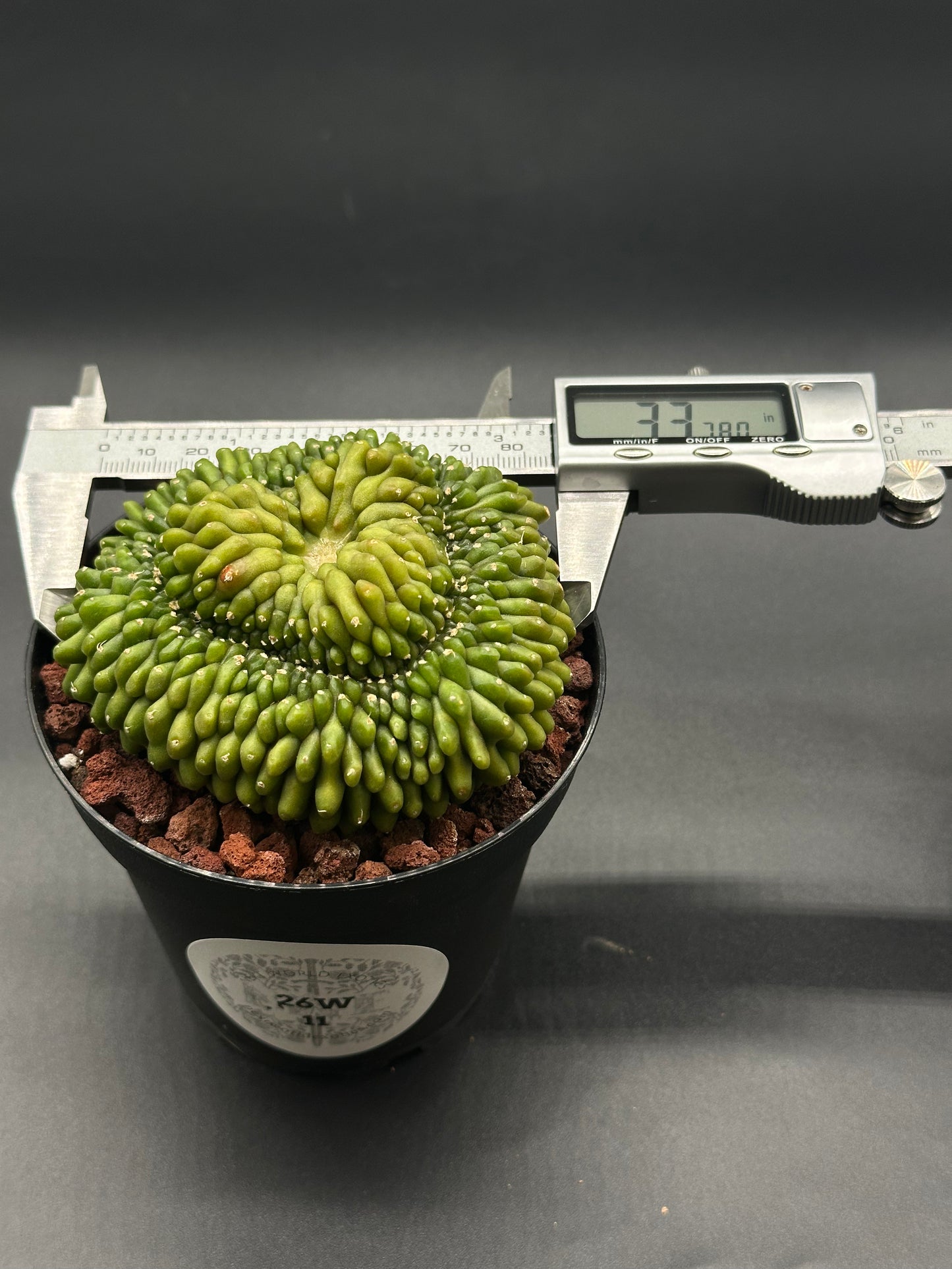 Gymnocalycium Mihanovichii Inermis Cristata in a 4-inch pot with a digital device displaying temperature, highlighting its care requirements.