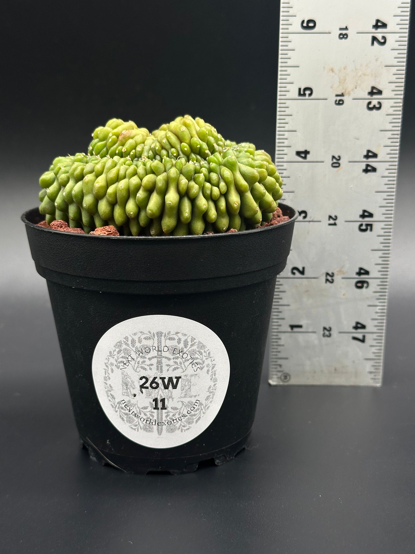 Gymnocalycium Mihanovichii Inermis Cristata in a 4-inch pot, shown with a ruler for scale, includes a close-up of the plant and label.