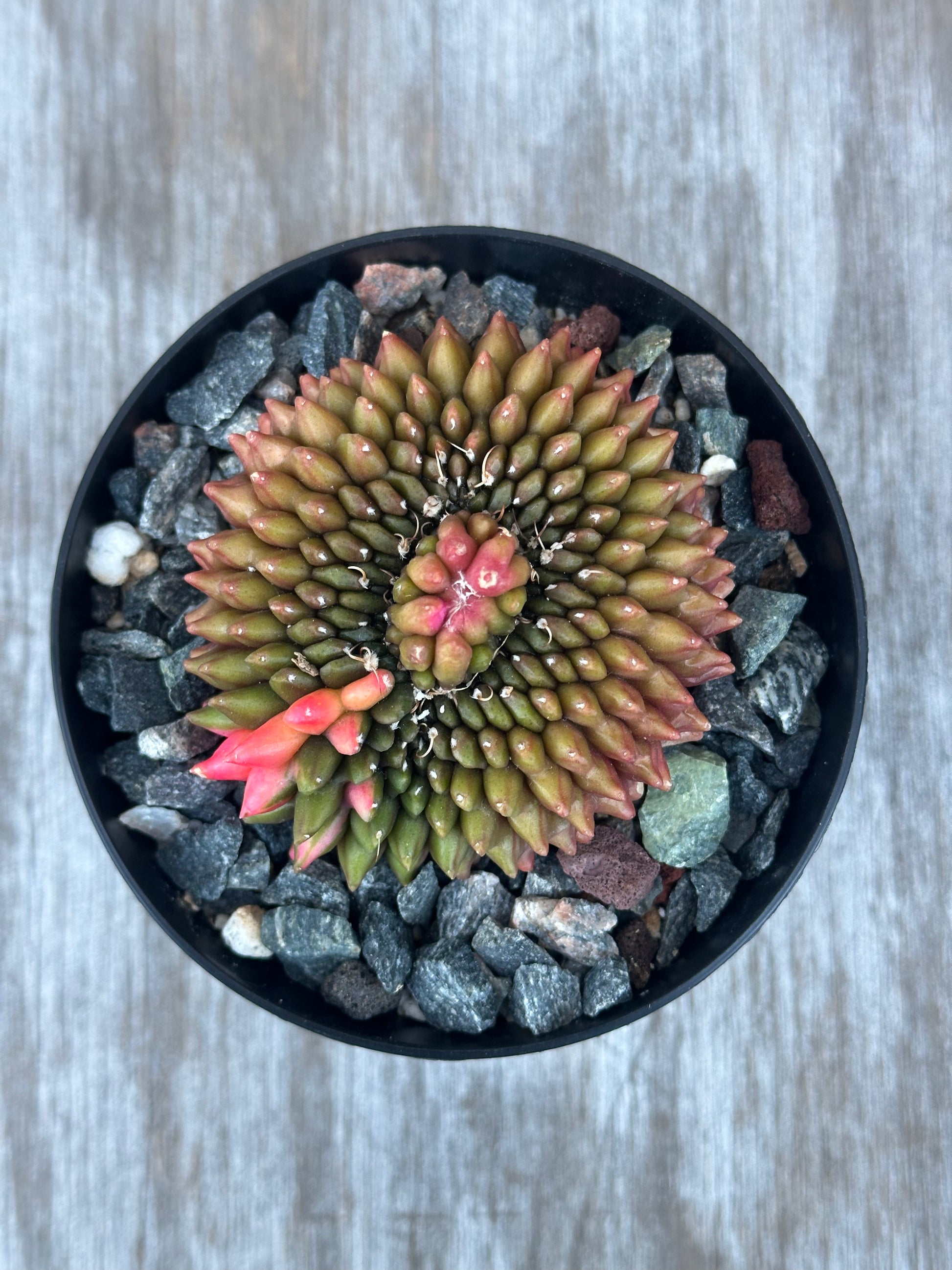 Gymnocalycium mihanovichii variegate Cristata on sale