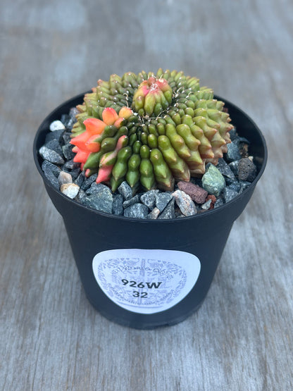 Gymnocalycium Mihanovichii Inermis Cristata Variegated 'Rooster' cactus in a pot, showcasing its unique, crested form, available at Next World Exotics.