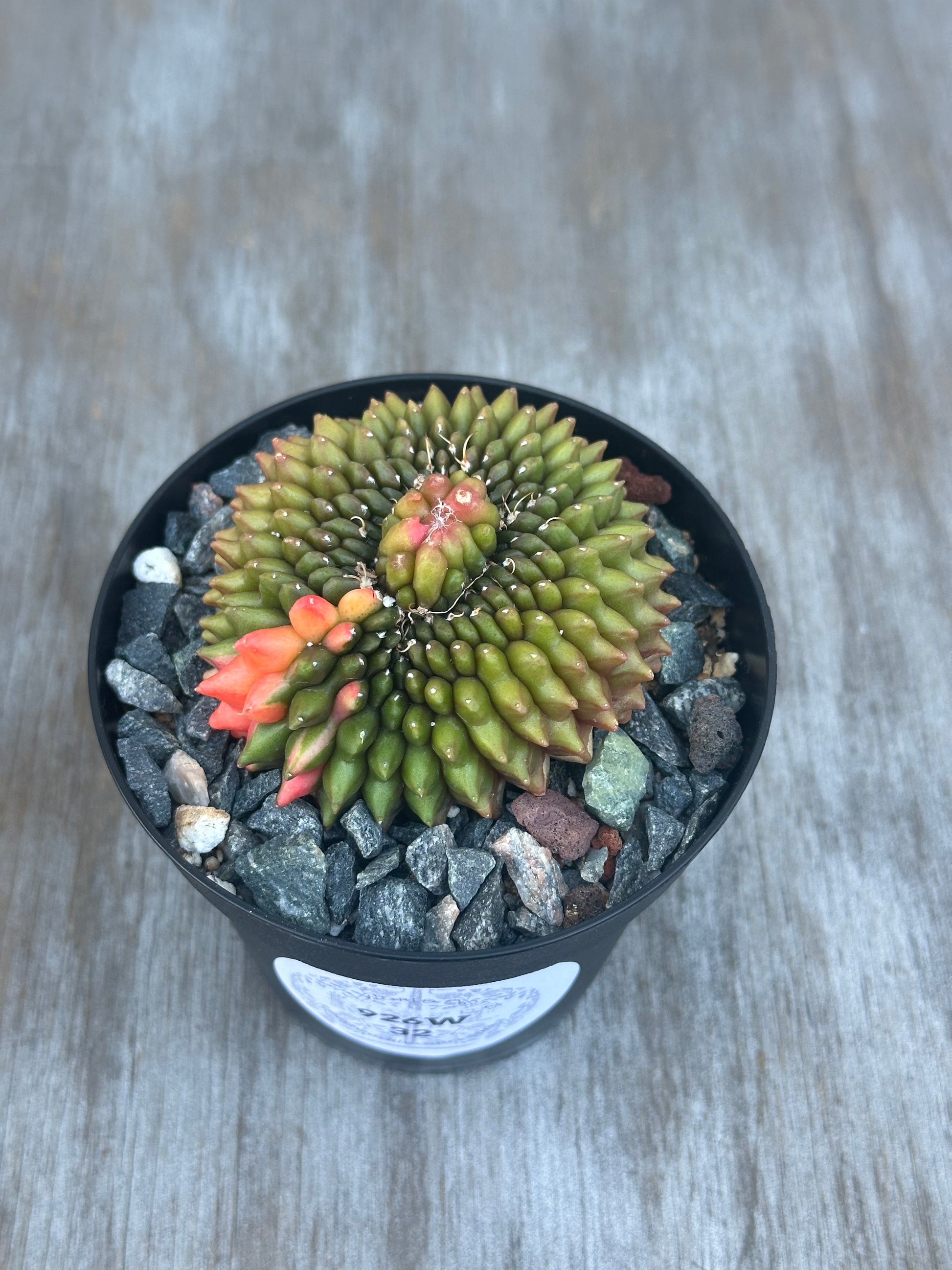 Gymnocalycium Mihanovichii Inermis Cristata Variegated 'Rooster' in a pot, showcasing its unique crested form, perfect for exotic houseplant collections.