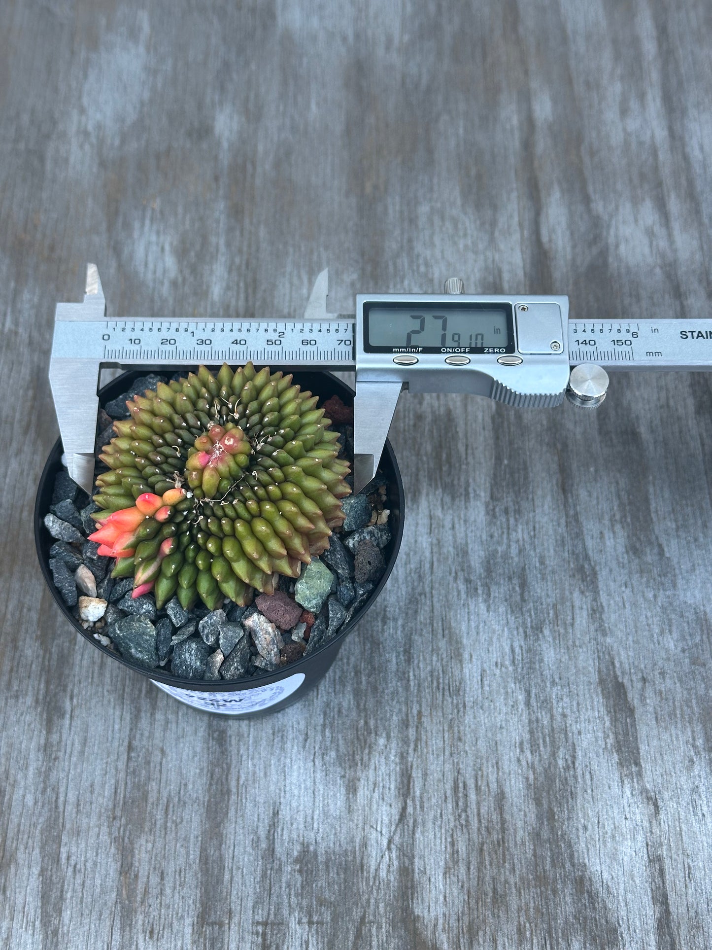 Small Gymnocalycium Mihanovichii Inermis Cristata Variegated 'Rooster' cactus in a pot, displayed with a digital scale for measurement.