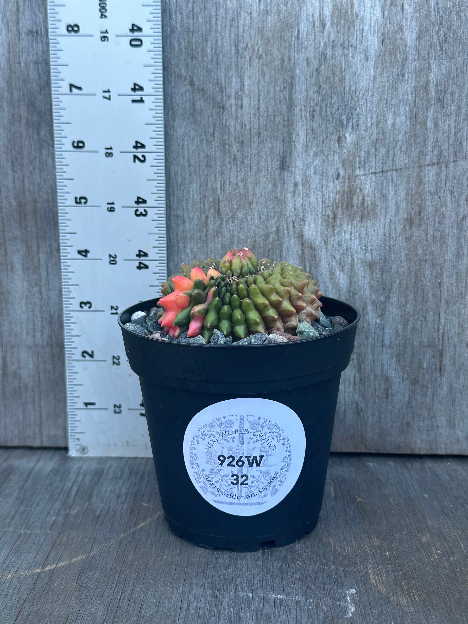 Gymnocalycium Mihanovichii Inermis Cristata Variegated 'Rooster' cactus in a pot, shown with a ruler for size reference, featuring a white label with black text.