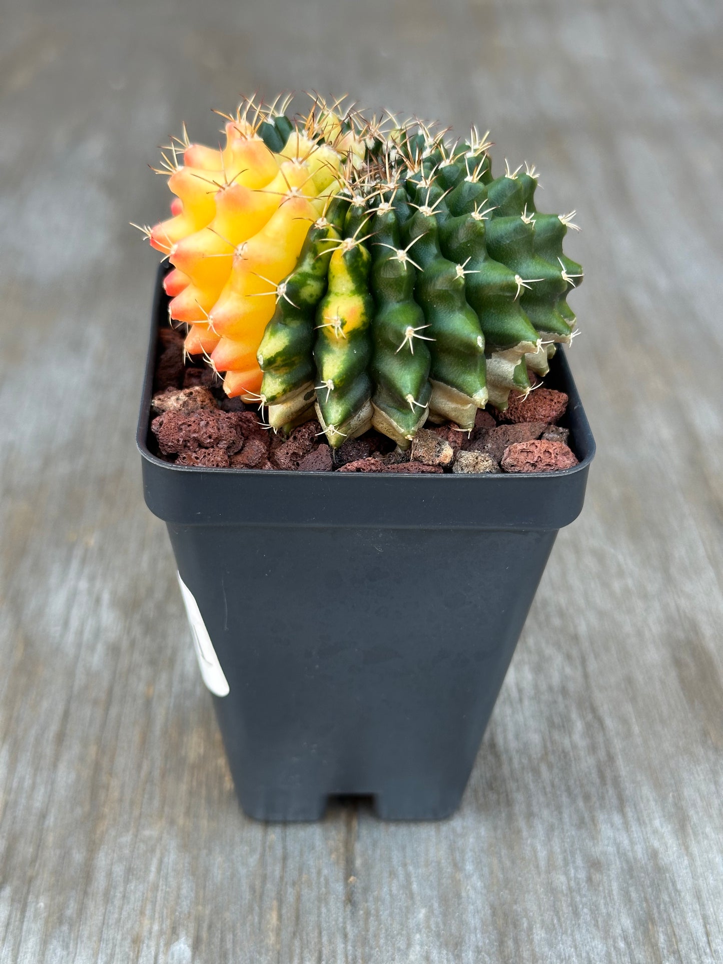 Gymnocalycium Mihanovichii Inermis Variegated cactus in a 2.5-inch pot, showcasing distinct variegation patterns, ideal for exotic houseplant enthusiasts.